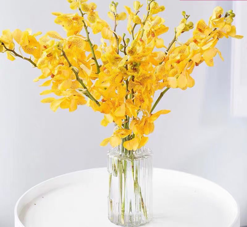 新鲜洋兰鲜花千代兰家用水养鲜花办公室插花云南昆明顺丰包邮