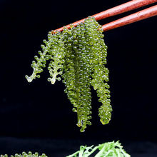 新鲜海葡萄长寿菜海藻菜海菜寿司绿色鱼子酱100g批发