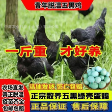 青脚黄麻土鸡苗小鸡苗活体出售另有五黑绿壳蛋鸡三黄土鸡山地放养