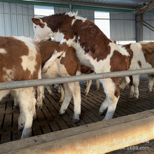 西门塔尔牛肉牛犊 肉牛养殖场 山东鲁西黄牛价格 牛苗