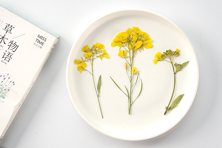 油菜花带枝 真花押花压花幼儿教学植物标本材料滴胶干花手机壳diy