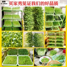 纸上种菜豆芽菜育苗盘芽苗豌豆苗种植盘盆托带盖家用无土栽培蔬菜