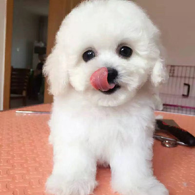 自家繁殖比熊犬卷毛宠物小狗比熊犬家养宠物犬三个月比熊犬疫苗齐