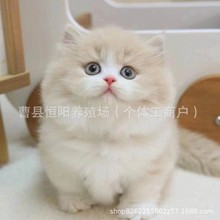 宠物猫活体小猫咪拿破仑猫咪乳白拿破仑猫咪活体纯白拿破仑小猫咪