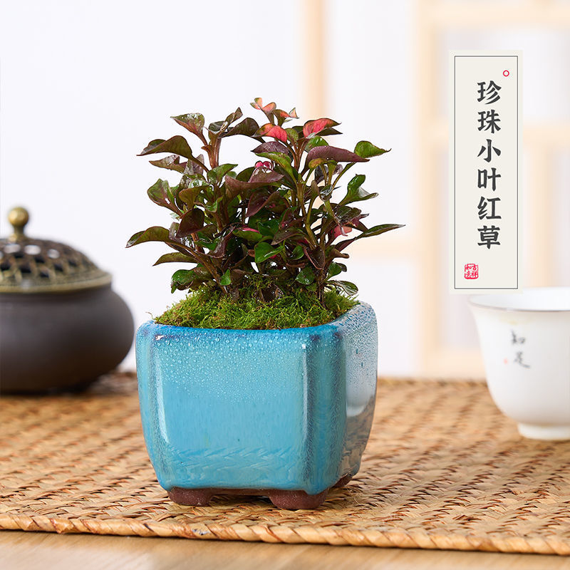 香港珍珠小叶红花卉盆栽微型盆景美观迷你四季红叶片办公室桌面