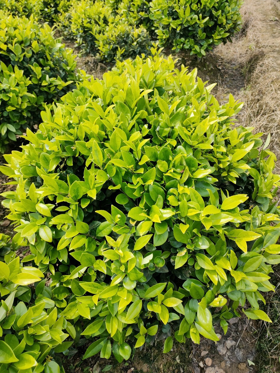 区惠诚苗圃3年惠城苗圃品牌大量供应6-10公分树型优美移栽大叶杜英