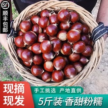 2024年新货建瓯锥栗板栗生新鲜野生油栗子高山农家现摘锥形毛栗子