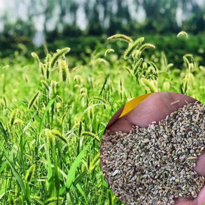 牧草种子南方多年生四季高产耐旱杂交狼尾草耐收割牛羊鱼兔草种子
