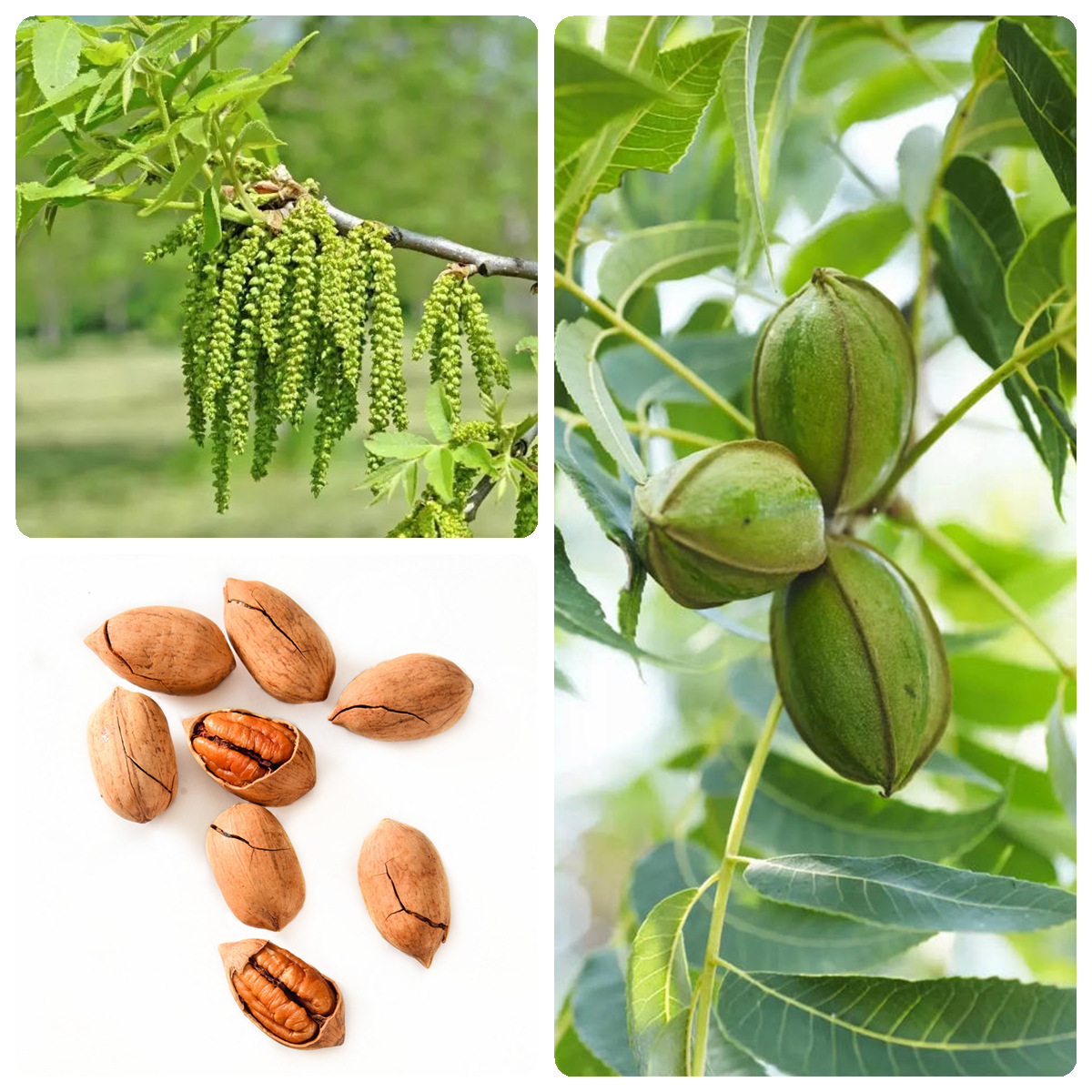 碧根果种子薄皮山核桃种子薄壳山核桃种子核桃树种子林木种子四季