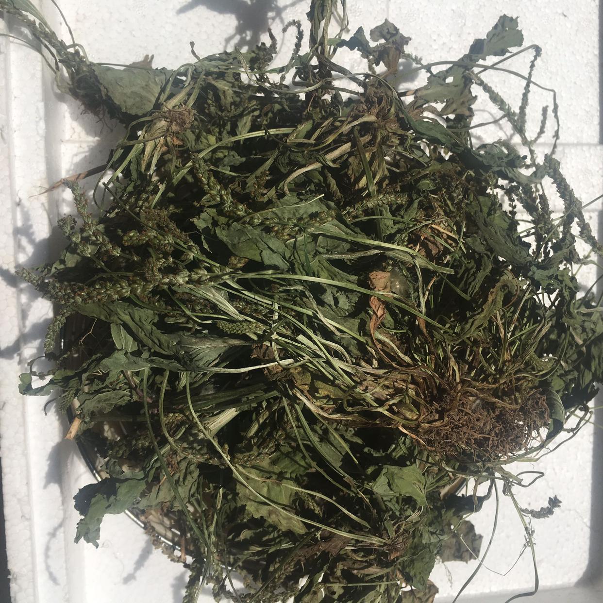 批发中药材车前草干净蛤蟆叶车前草干货车前草全草一斤一袋