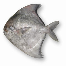 斗鲳鱼  冻斗鲳   深海捕捞  肉质细腻鲜嫩
