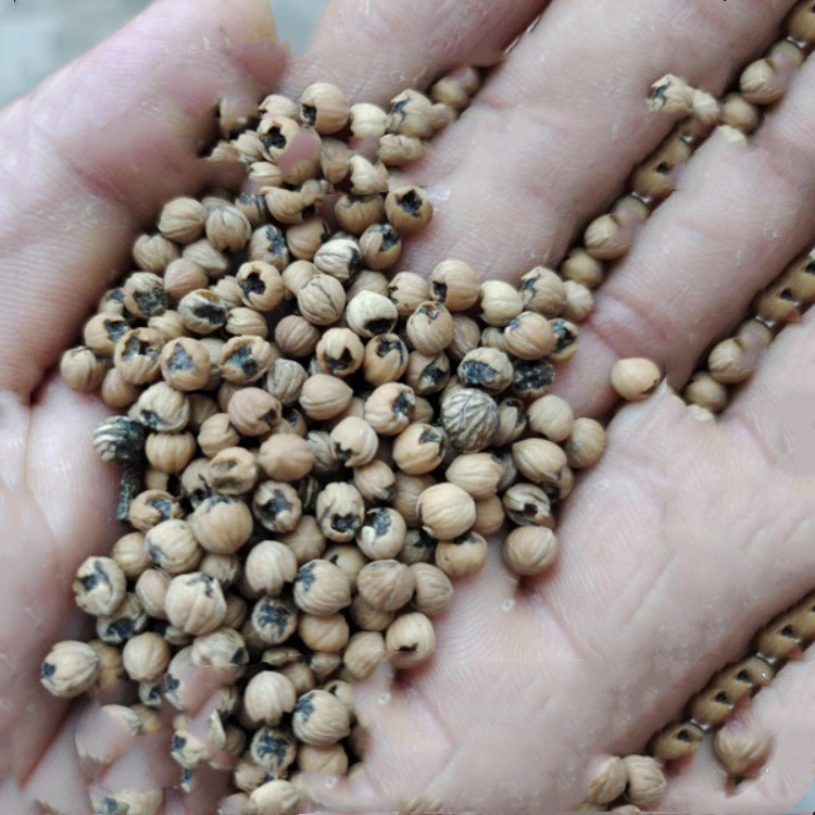 批发灯台种子 灯台树种子 灯台树别名瑞木女儿木六角树是山茱萸科