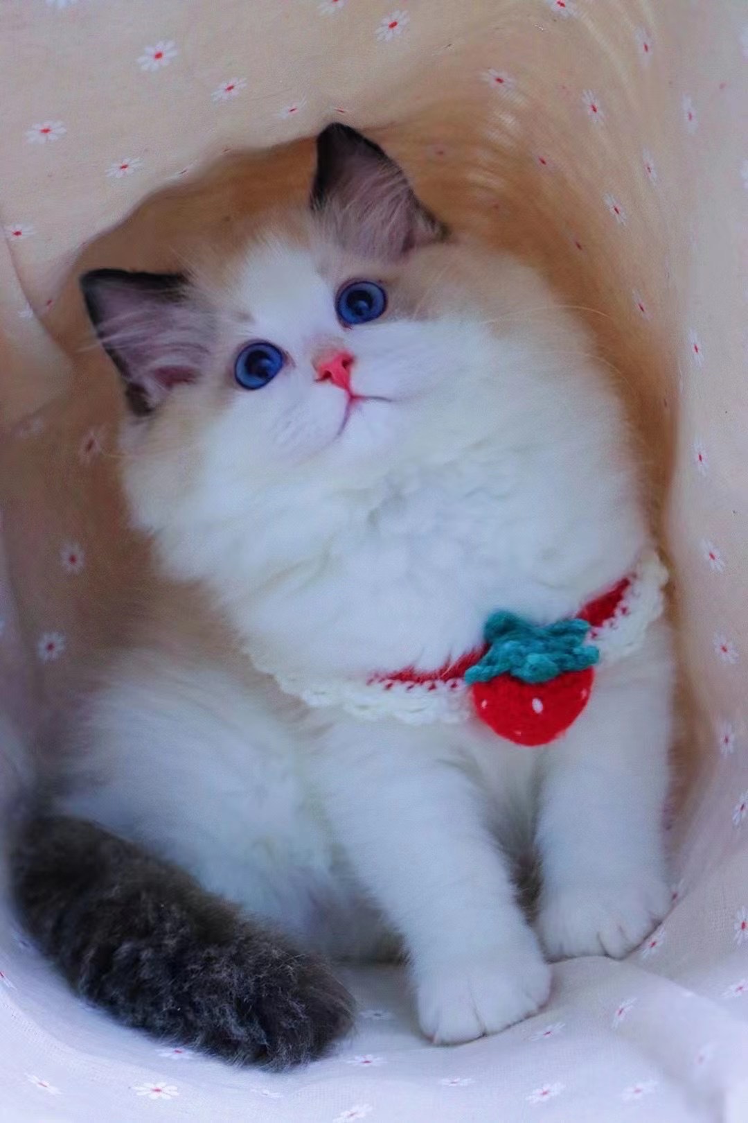 英短蓝白蓝猫折耳布偶猫矮脚美短金银渐层猫咪活物小猫幼猫宠物猫