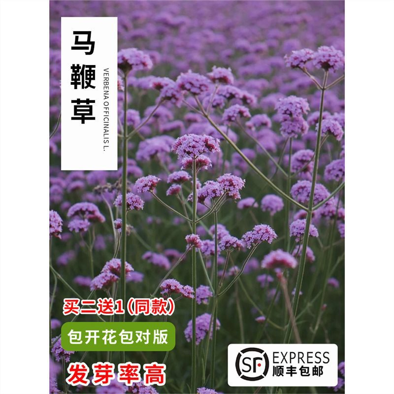 柳叶马鞭草种子春秋播种多年生耐寒花籽婚纱摄影花海景观花种籽子