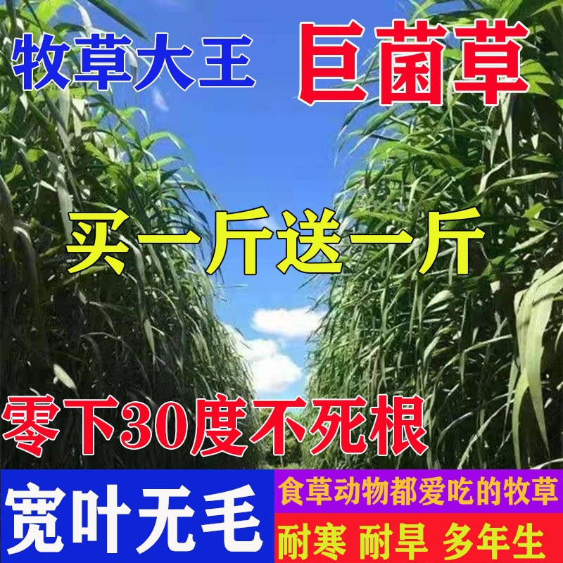 新型高产巨菌草种子多年生四季牧草种甜象草皇竹草种子包邮牧草籽