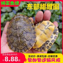 佛州甜甜圈龟活体宠物乌龟活体淡水两栖观赏龟大河甜甜圈包邮包活