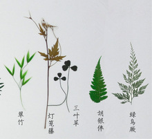 真树叶植物标本叶片合集押花压花干花材料 滴胶干花手机壳 银杏叶