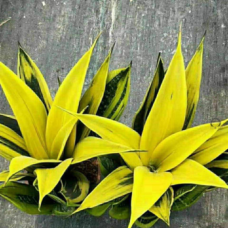 大叶黄金兰 虎皮兰室内吸甲醛观叶植物客厅盆栽绿植花卉盆栽装饰