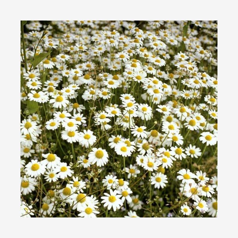 菊花种子杭白菊洋甘菊花籽春白菊种子西洋菊春黄菊种孑四季播种