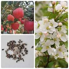 林木种子苹果种子四季播水果种子苹果树的种子室内盆栽