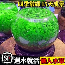 生态瓶微景观桌面水晶罐罐鱼网红diy材料鱼缸宠物发光网红斗鱼虾