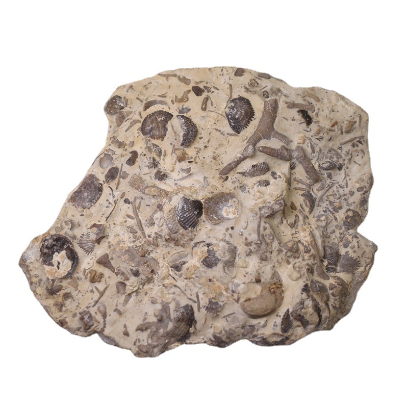 共生无洞贝化石原石贝壳化石群板古生物海洋动物原石摆件收藏
