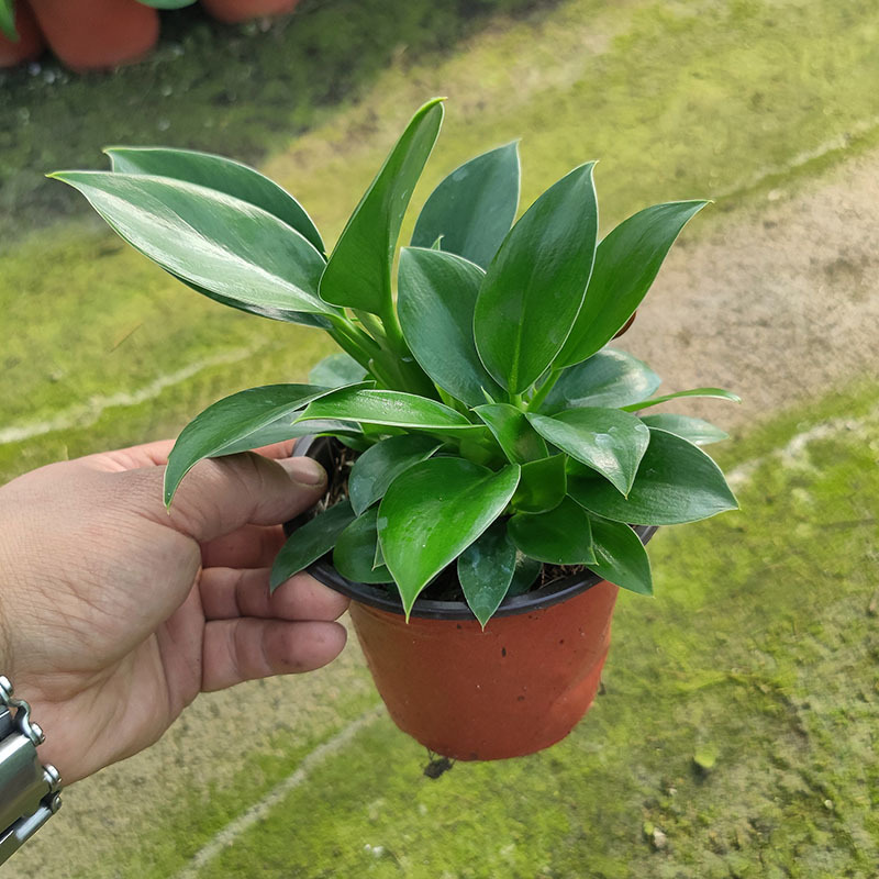 5成交2842盆铜钱草盆栽带叶子金钱草水培植物办公室桌面盆栽花