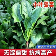 小叶土菠菜种子赤根菜种子有机四季非转基因老品种食用蔬菜种籽