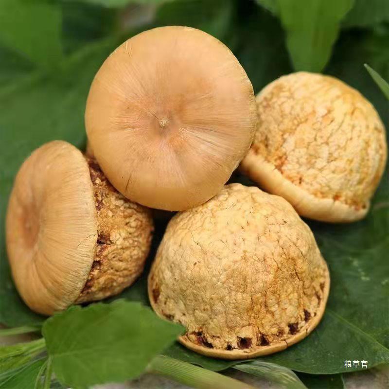 野山风流果肾子果阴阳子双肾子可搭锁阳肉苁蓉泡酒料500g真货好货