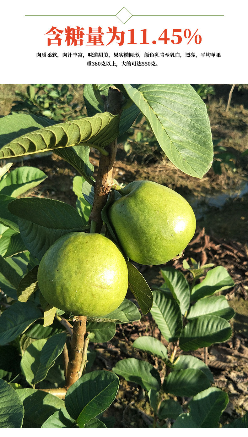 红宝石芭乐果树苗 嫁接 番石榴 果树苗 南北方种植果苗 四季结果