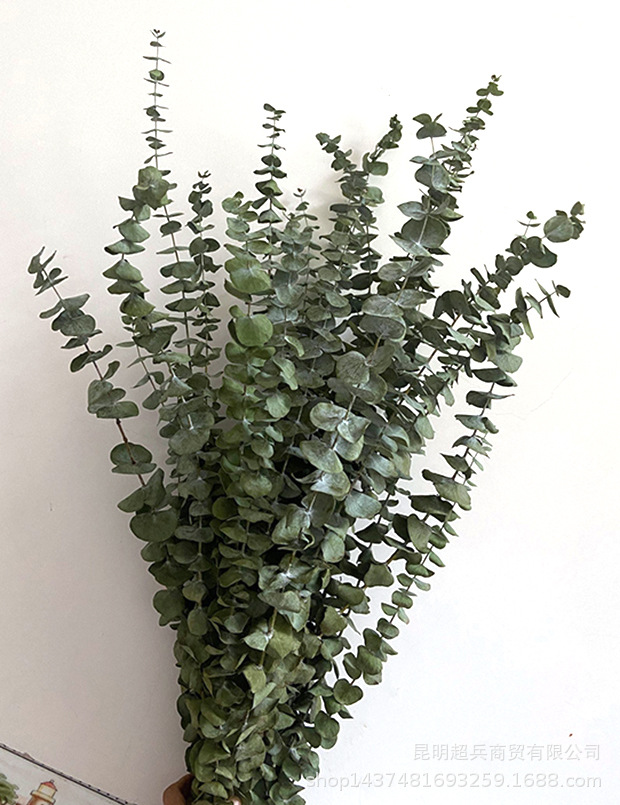 【干叶尤加利】北欧风蓝宝贝干叶小圆叶尤加利叶铜钱桉