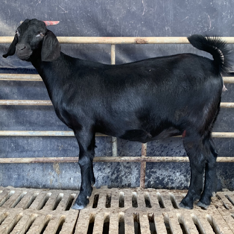 养殖场出售黑山羊白山羊羊羔成年孕羊种公羊养殖黑山羊