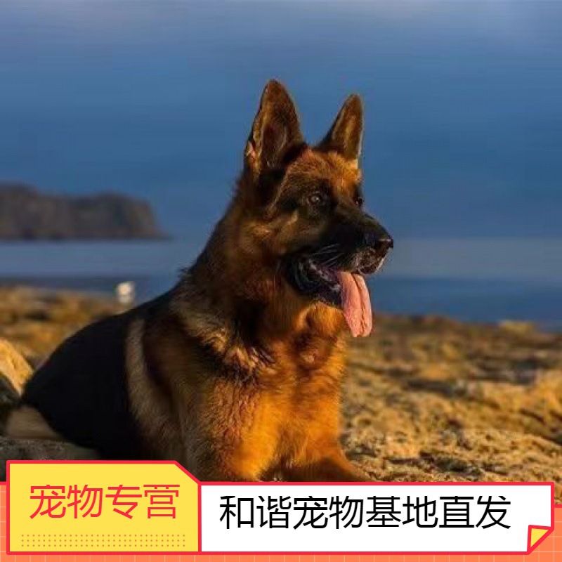 纯种德牧幼犬活体大型犬弓背黑背警犬大型犬狼狗家养活体宠物狗狗