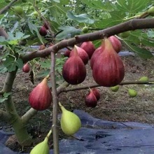 无花果树苗基地批发苗圃培育易土管活壮庭院盆栽现打折优惠挖新