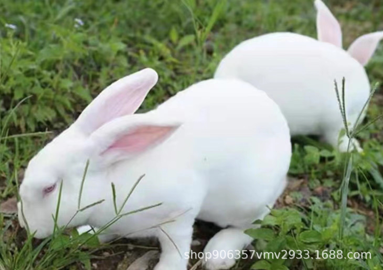 活兔苗 新西兰种兔苗 小白兔幼 新西兰活崽 兔子种苗杂交野兔苗