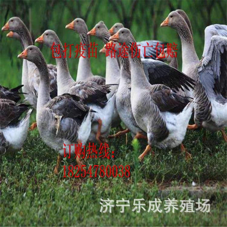 狮头鹅 杂交狮头鹅  百子鹅 皖浦鹅 杂交白 朗德鹅 雁鹅 土肥鹅 马岗