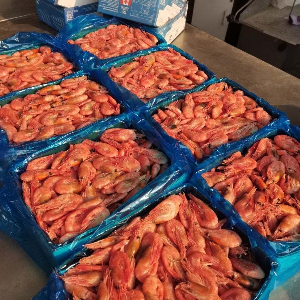 北极虾甜虾元宝虾冰虾大虾特大超大头籽腹籽刺身