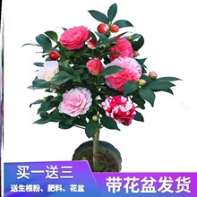 四季香妃茶花盆栽带花苞浓香型庭院花苗室内五色赤丹树苗花卉植物