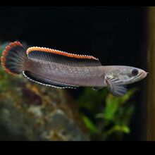 幻彩蓝宝石雷龙鱼小型凶猛观赏鱼热带猛鱼酒红雷龙鱼