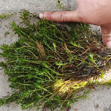 轮叶黑藻芽孢种籽节节草芽苗草籽水草鱼塘淡水灯笼泡小龙虾螃蟹