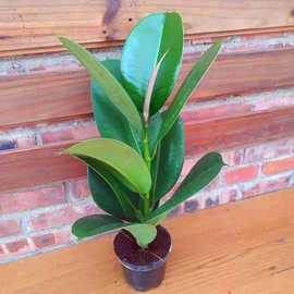 绿金刚黑金刚花叶橡皮树大叶盆栽绿植室内净化空气吸甲醛龙诚花盛