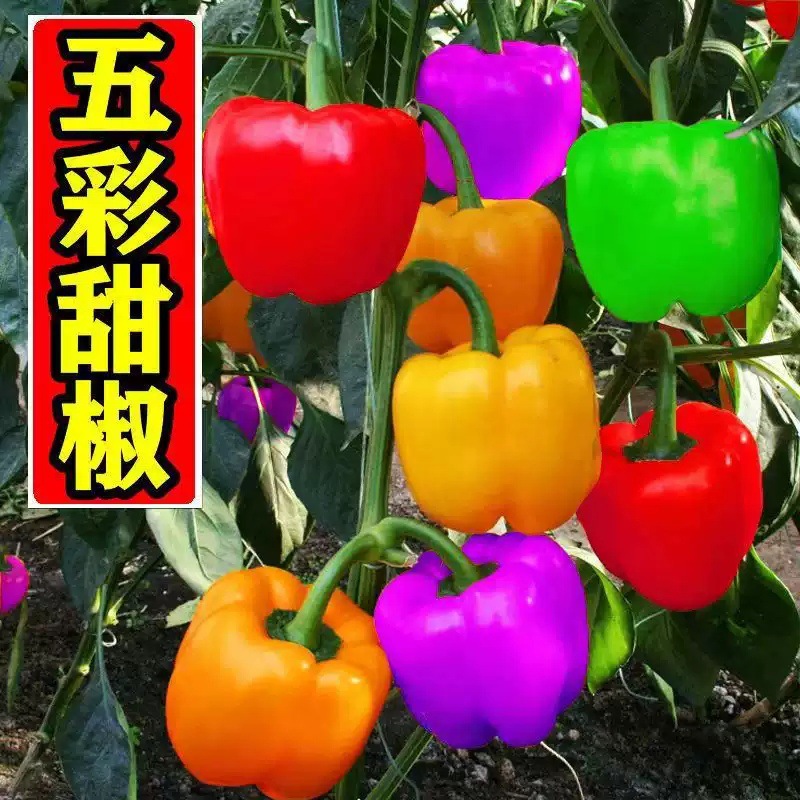 五彩甜椒种子 高产抗病春季季节四季种植 灯笼椒苗蔬菜孑大菜椒籽