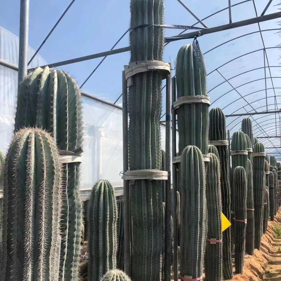 武伦柱仙人柱幸福柱仙人掌超大仙人柱沙漠沙生景观植物盆栽花卉