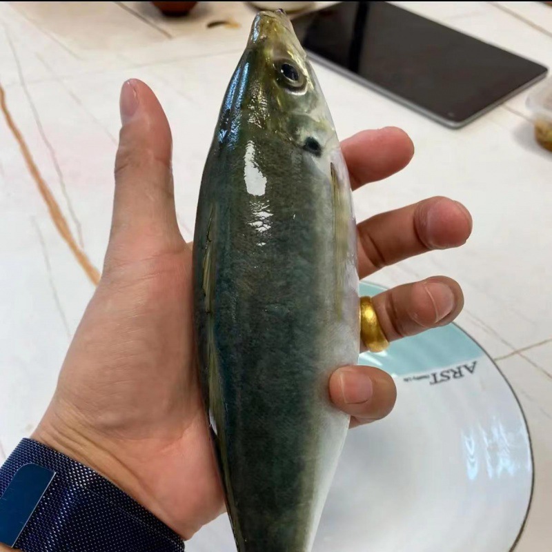 东山岛养殖土豪巴浪鱼新鲜冷冻海鱼竹荚鱼肥香2条/斤海鲜产地直发