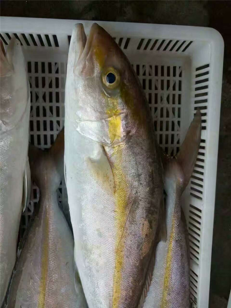 深海红甘鱼 章红鱼 黄狮鱼 东山岛海鲜 甘鰤鱼青甘鱼