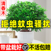 正宗清香木盆栽室内驱蚊草植物胡椒叶子办公室花卉真正的盆景绿植