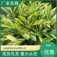 【基地批发】花叶良姜 水生植物花叶良姜 量大价优 规格齐全