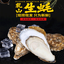 乳山生蚝批发顺丰鲜活特大号牡蛎现捞海鲜海蛎子水产品0斤装跨境