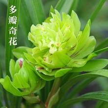 春兰浓香奇花兰花 【九仙牡丹】兰花苗室内花卉盆栽绿植当年开花