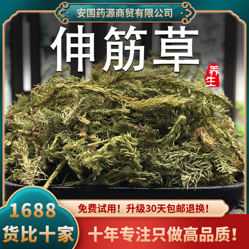 伸筋草中药材舒筋草申筋草非野生生筋草非小伸筋草泡脚可搭透骨草
